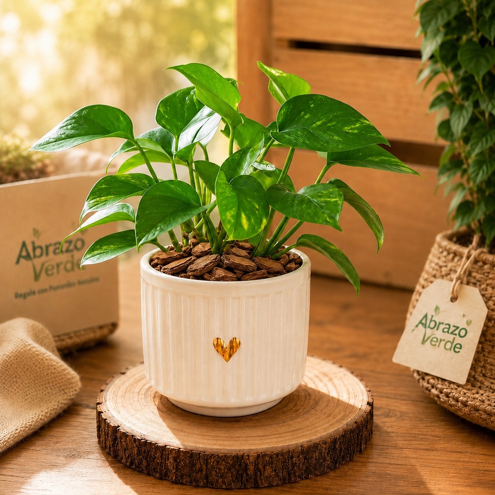 Pothos – Vida y Armonía en Movimiento