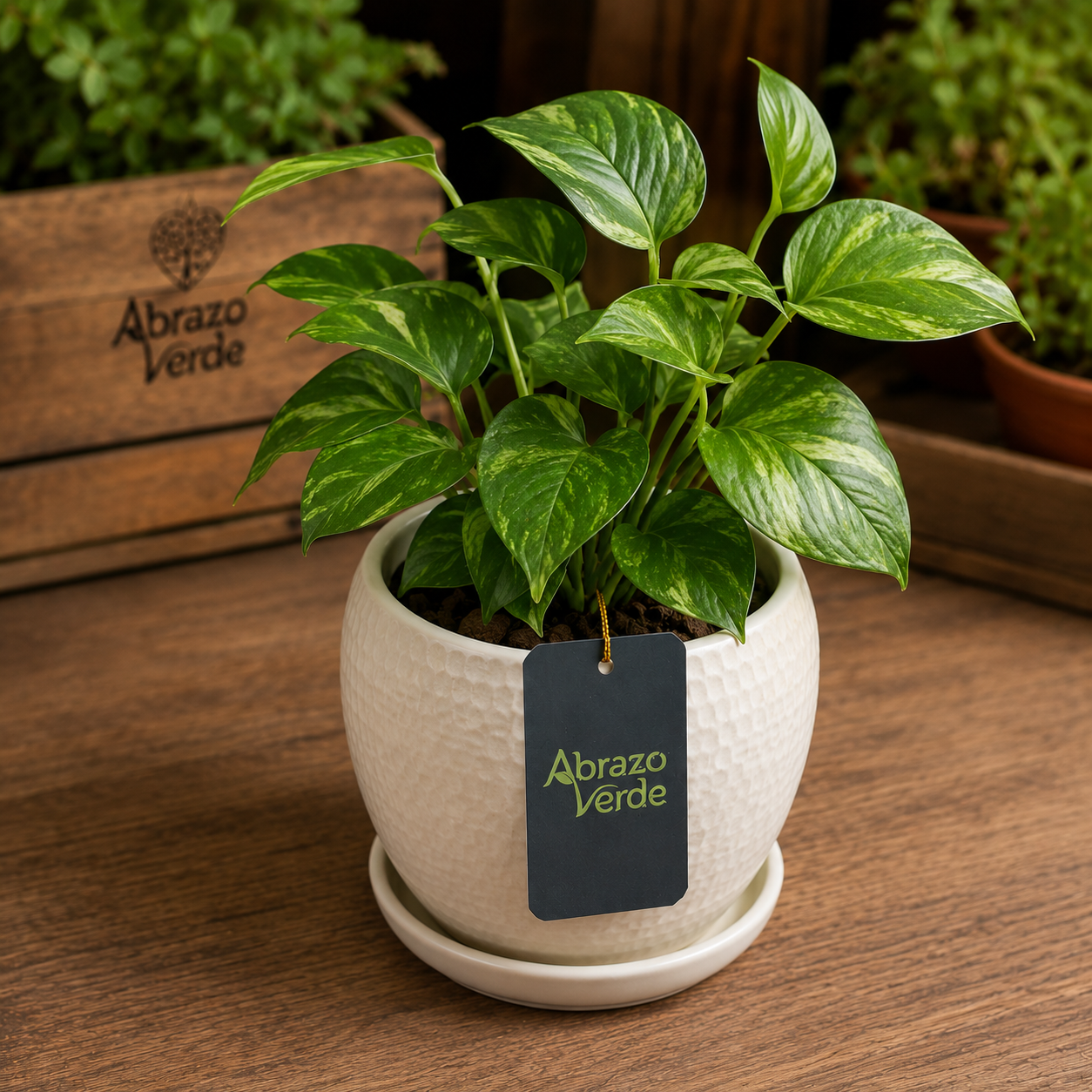 Pothos Dorado para Casa