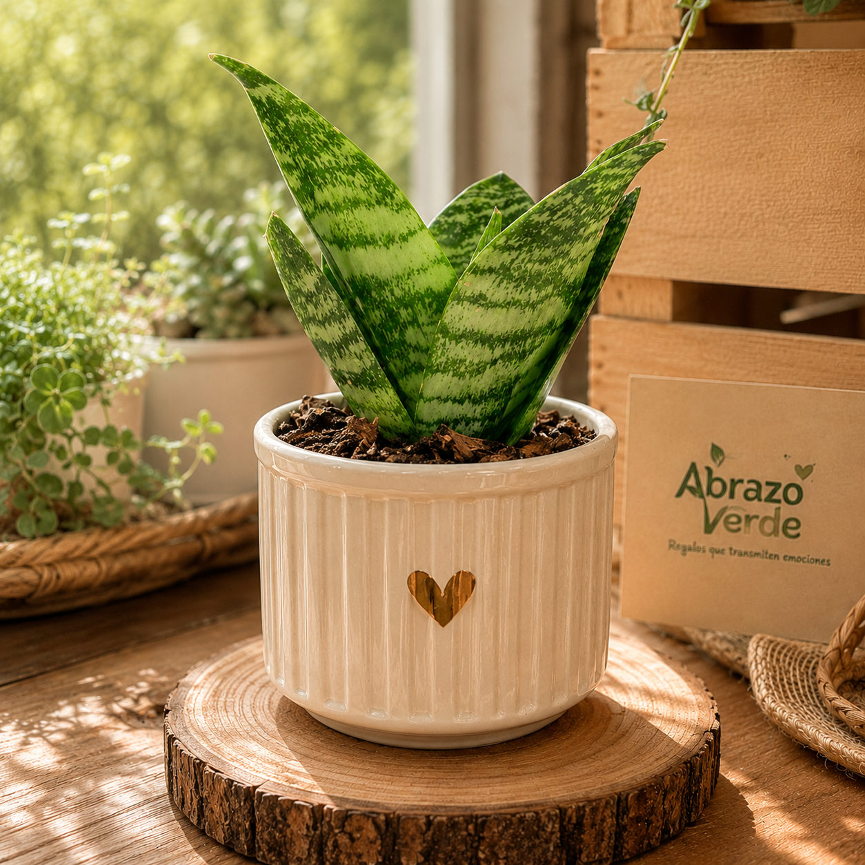 Sansevieria – Protección y Energía Limpia